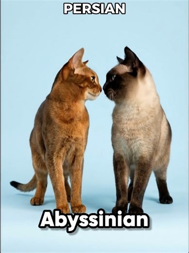 what happens when you cross an Abyssinian Cat with other cat breeds 🐈? #abbysiniankitten #cat #catlover