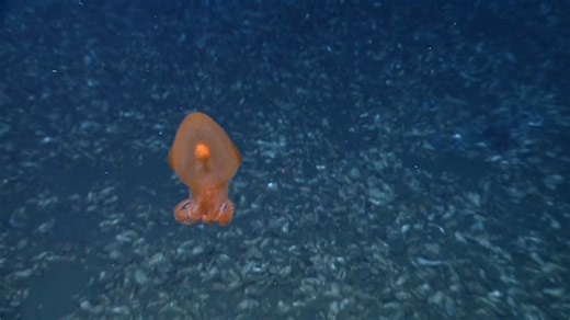 29K views · 607 reactions | Happy #OctopusFriday! This octopus was...