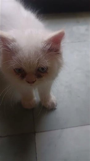 ueee#baby#baby#cat#ihavethisthingwithplants#whowillbemylifepartnerta#mashallah#cute #lifeisbutadream