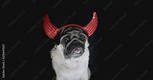 Devil dog. Cute pug dog with devil hat. Wearing devil horns. Carnival evil costume, halloween suit. Black background. Funny halloween concept
