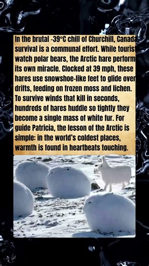 The Great White Huddle: How Arctic Hares Survive a -39°C Chill