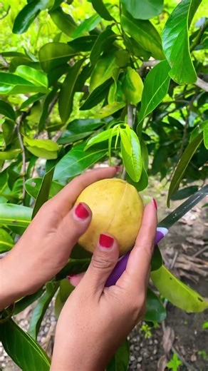 Sweet guava fruit #viralvideo
