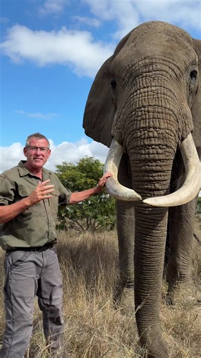 Discover the Majestic Size of Elephants