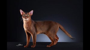 Although the Abyssinian is one of the oldest known breeds, there continues to be speculation and controversy concerning its history. In appearance, Abyssinians resemble the paintings and sculptures of ancient Egyptian cats which portray an elegant feline with a muscular body, beautiful arched neck, large ears and almond shaped eyes. Abys today still retain the jungle look of felis lybica, the African wildcat ancestor of all domestic cats... https://cfa.org/abyssinian/ Come to the Seaside Allbree