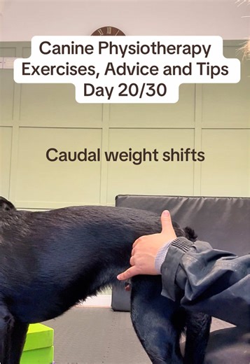 🐾 Caudal (Backwards) weight shifts are a simple but effective exercise to encourage dogs to correctly load their hindlimbs. By gently shifting your dog’s weight backwards, you can help activate the glutes, hamstrings and core while improving pelvic stability and hindlimb strength. This can be particularly useful for dogs recovering from injury, older dogs losing muscle mass, or sporting dogs needing better hindlimb engagement. ⚠️ Do not perform if your dog is painful, lame, or has an undiagnose