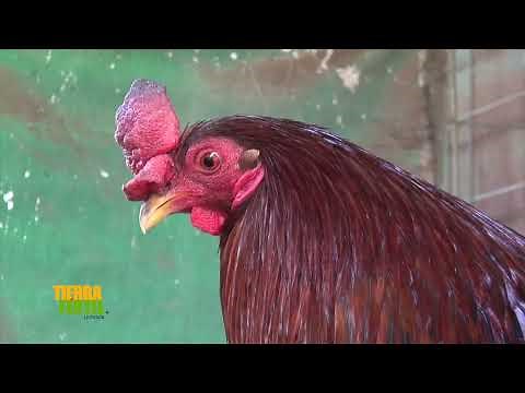 TIERRA FÉRTIL TV-CUIDADOS Y CRIANZA DE GALLOS DE COMBATE (29.02.20)