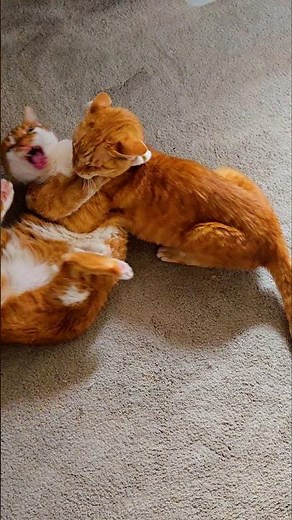 When the grooming session turns into a wrestling match...