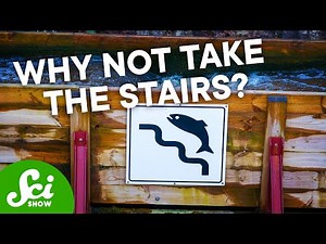 Why Scientists Launch Fish With Cannons