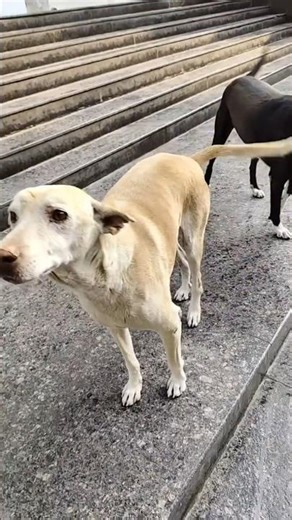 #doggy ka new #post video#tiger doggy #ka video viman #Nagar ka#