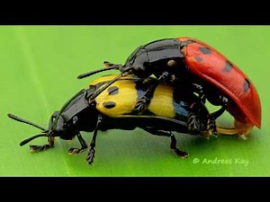 Leaf Beetles mating in the Amazon rainforest of Ecuador