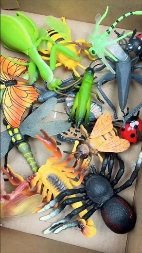 Bugs and Insects: Spiders Tarantula Butterfly Dragonfly Fly Ladybug