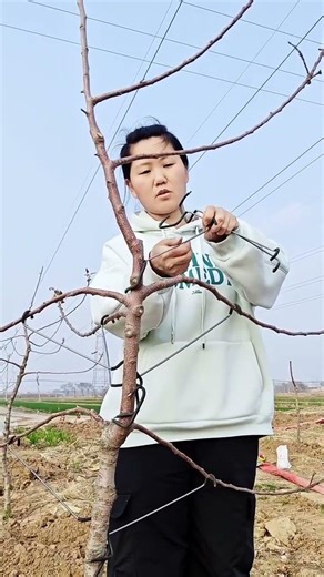 Apple Orchard Secrets Revealed! 🌱 Branch Training Method for Better Harvest #AppleTree #FarmHacks