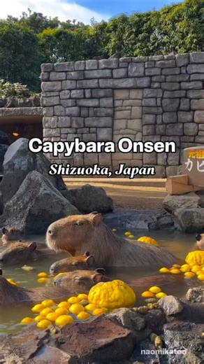 Japan Ichiban Tours | ♨️ Capybara Onsen Time in Shizuoka 🥰🇯🇵 It’s that cozy season again — when the adorable capybaras soak in warm outdoor baths at Izu... | Instagram
