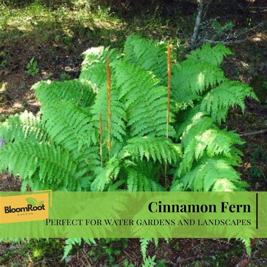 Cinnamon Fern Rhizomes, Osmundastrum Cinnamomeum, Perennial Plant, Water Garden, Landscape Use, 20 Count - Etsy