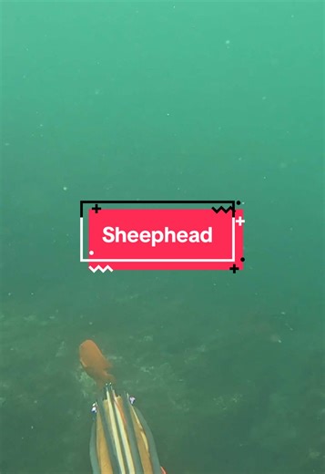 Spearfishing for Sheephead in Long beach with th @oceanammo hybris 105 #spearfishing #sheephead #spear #fishing #longbeach