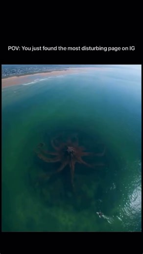 #octopus #cephalopods OCTOPUS CEPHALOPODES, SUPPOSEDLY 45 FOOT OCTOPUS FOUND IN GULF OF AMERICA / MEXICO September 17, 2025 - Gulf Of America Largest Octopus Ever Discovered in the Gulf of America / MEXICO Scientists draw connections to recent eclipses and lunar changes Gulf of Mexico — Marine biologists announced today the discovery of what is believed to be the largest octopus ever recorded, found deep within the Gulf of America. The specimen, measuring over 45 feet across with tentacles spann