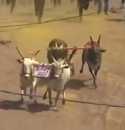 Nilesh sheth kale Nad khula bari #Nad Ekach Bailgada Sharyat#