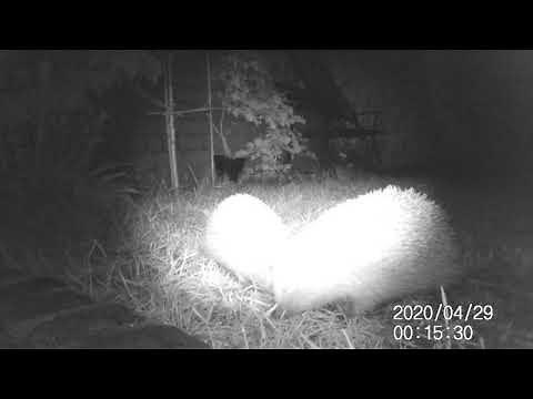 Hedgehogs After Dark: Courting (sound on)