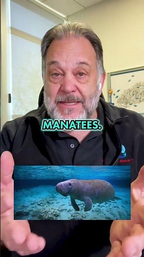 The Shocking Origins of the Mermaid Myth