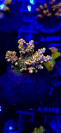 ⚡💛 Acropora Cytherea Pikachu Matecznik WYSIWYG #A0156 | Kingdom of Corals