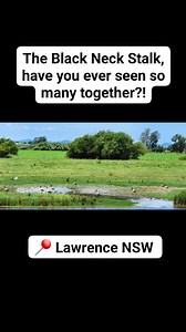 "Majestic and rare! ✨ The Black-Necked Stork, often mistaken for the ‘Jabiru,’ is a true icon of Australia’s wetlands. Unlike its South American namesake, this striking bird stands tall with its shimmering black-and-white plumage and powerful beak. Have you spotted one in the wild? 囹 #BlackNeckedStork #WildlifeWonder #NatureLovers #myclarencevalley #clarencevalley #jabiru | KazzaDazza N Jimmy | Facebook