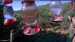 3.5K views · 258 reactions |  Tiny hummingbirds buzz through the West Texas feeder cam site in the Davis Mountains. This site sits along the migration routes of more than 10 different species of hummingbirds. Have you seen any hummingbirds in your area recently? Watch LIVE at AllAboutBirds.org/TexasHummers | Bird Cams | Facebook