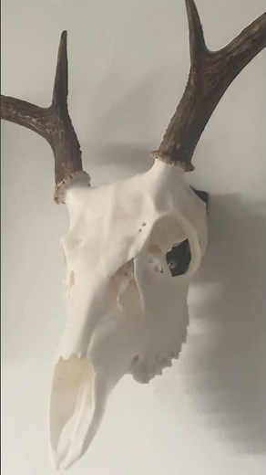 European Skull Mount #hunting #deer