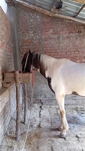 🐎थान्ह बाटे हमरा जमीन में 🐎#trending #song #bhojpuri #horse 🐎🐎🏇🐎🐎🏇🐎💪🏇🐎💪🐎💪🐎🐎🏇🏇💪🐎🐎💪🐎🐎💪🏇💪🏇💪🏇🐎🐎