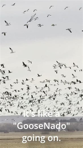 This Snow Goose Flock Is Absolutely Insane 😳🪿