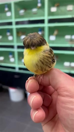 Beautiful Gloster Canaries Singing