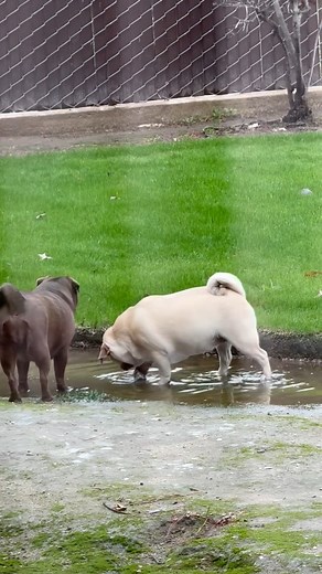 Are you fishing for snakkies girls? | Pug lovers