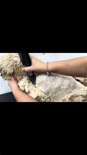 Severely Matted Cockapoo Shave ✂️ #shorts