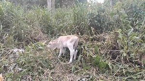 Teodoro Guallpa on Reels | Facebook