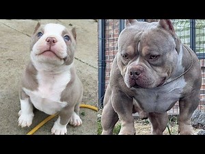 I'm a big kid now - Baby Cute Dogs Change When They Grow Up
