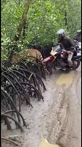 1.7M views · 4.4K reactions | On-camera recording of tiger attacking a bike on a jungle road #tiger #animalattack #animals #ForbiddenLove | Robiul Experiment বাংলা | Facebook