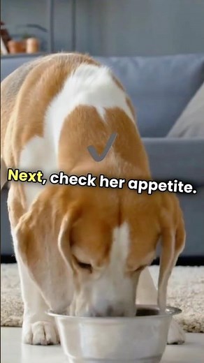 How to tell if a dog is pregnant #dogs