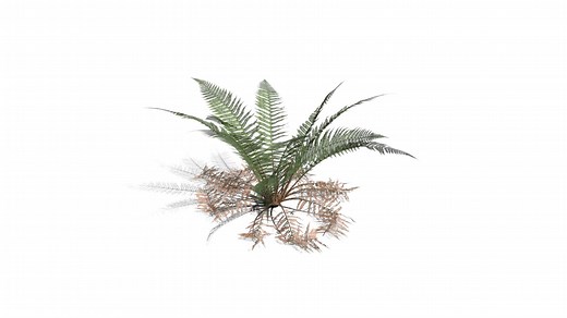 Realistic HD Male fern (3/50) - Download Free 3D model by PlantCatalog