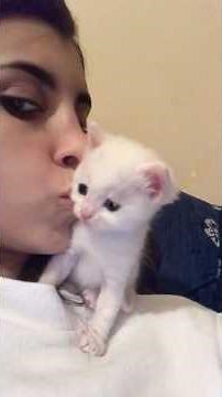 Why Are Cats So Adorable? 😻