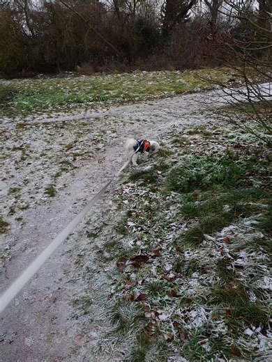 #fellkind #dogs #shitzu #hundeauftiktok #gassi