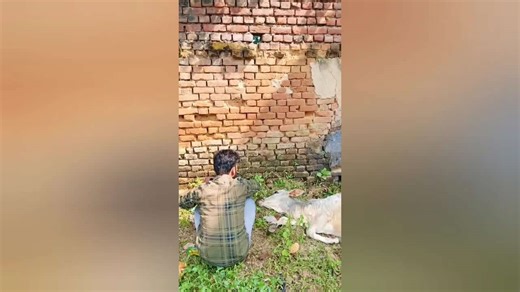 Vets save sick cow found collapsed behind building in India