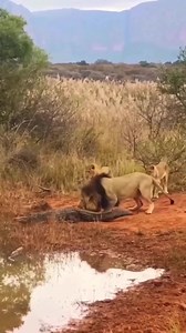175K views · 1.6K reactions | Lion vs Crocodile  | Nature Of Worlds | Facebook