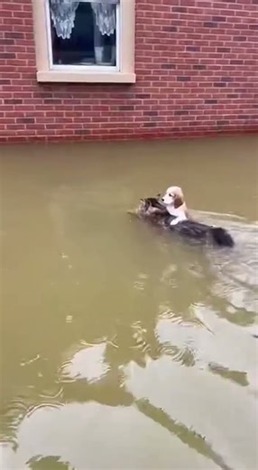Maine Coon's Daring Rescue: Feline Hero Saves Puppy from Flooded Rooftop