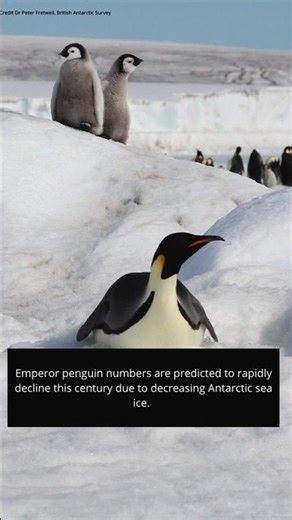 Tracking emperor penguins from space