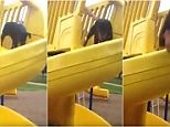 Doberman tries, and fails, to navigate down a slide