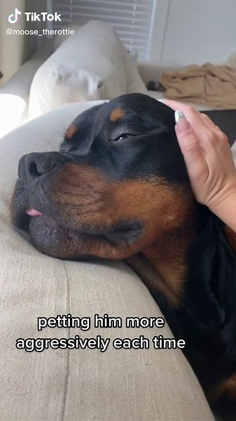 Aggressive Rottweiler Dog - Patting Him More Aggressively Each Time