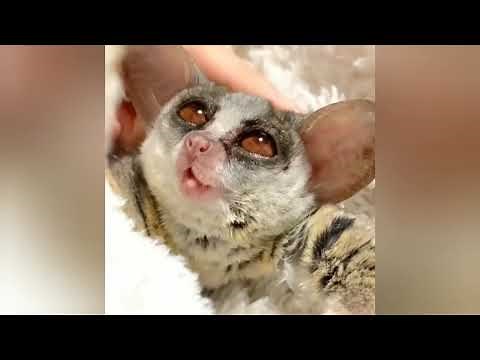 A Very Cute Bush Baby Gray Mouse Lemur | RELAX With Nature