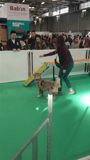 😺 À Animal Expo, les chiens sont à l’honneur ! Viens les admirer, apprendre à mieux les comprendre et partager un moment unique autour du bien-être animal. Un salon responsable : pas de vente d'animaux 🐶 📅4 et 5 octobre 2025 📍Parc Floral de Paris - Bois de Vincennes ✨10h - 18h | Animal Expo