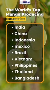 🌍 Which Country Produces the Most Mangoes? 🥭 Do you know where the world's top mangoes come from? 🌎🍈 Discover the leading mango-producing nations and their impact on global trade! From India 🇮🇳 to Mexico 🇲🇽 and Thailand 🇹🇭, learn which countries dominate the mango industry. 📢 Share with fellow mango lovers and farmers! #MangoProduction #Agriculture #ExportBusiness #MangoFarming #MangoTrade #TopMangoCountries #GlobalAgriculture #FarmingSuccess #MangoBusiness #AgriExport #Horticulture #
