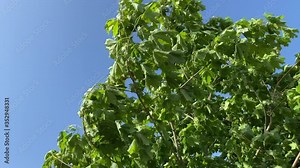 Top of a short tree blowing in the wind against a blue vibrant sky - 4k Video.