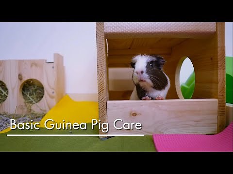 Basic Pet Care: Guinea Pigs